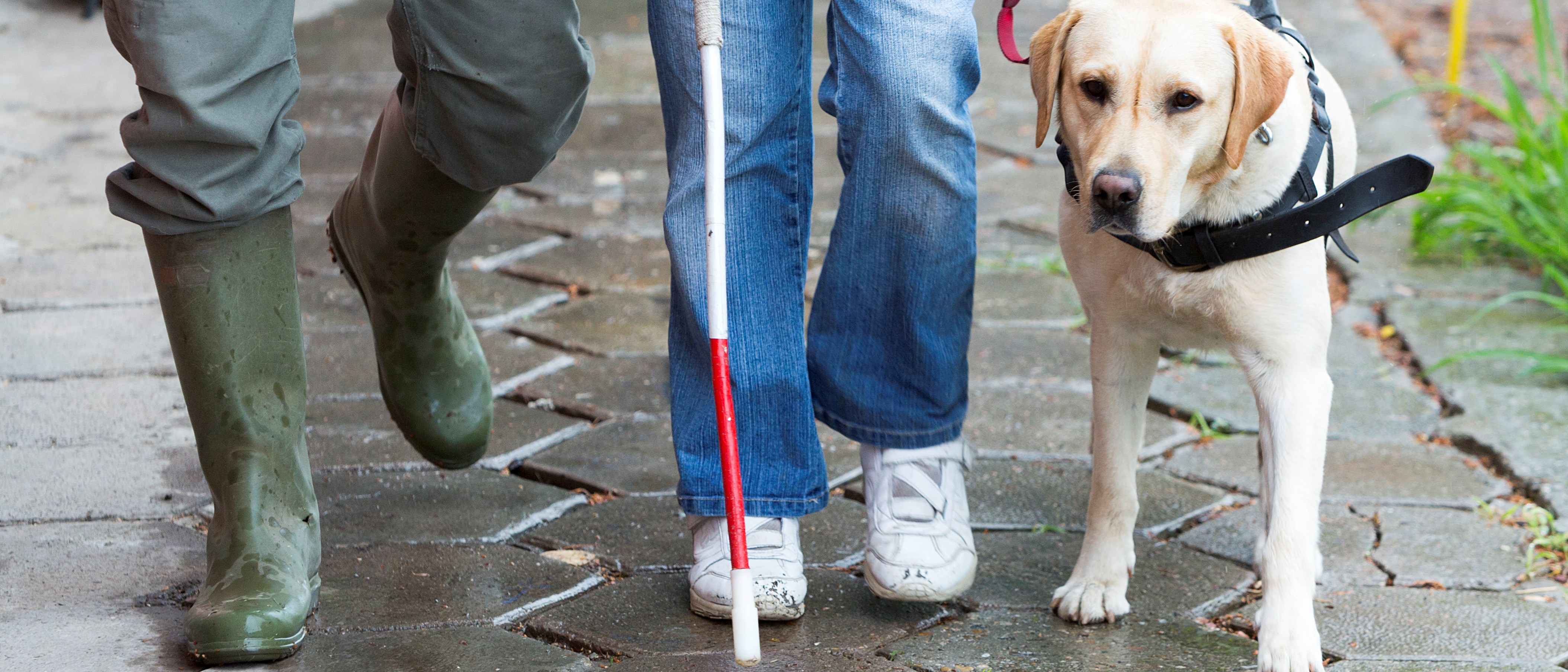 Två personer går på trottaren. En har blindkäpp och ledarhund.